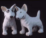young bull terriers