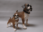 Boxer Dogs