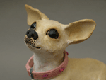 Chihuahua Close up